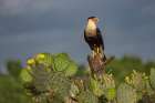 Crested caracara perched-Rio Grande Valley-Texas Art Print